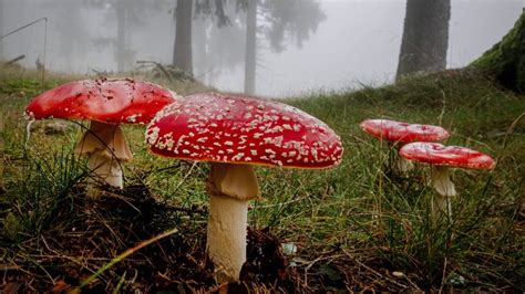 B.C. conditions are magic for mushrooms in bumper season for fungi, tasty and toxic